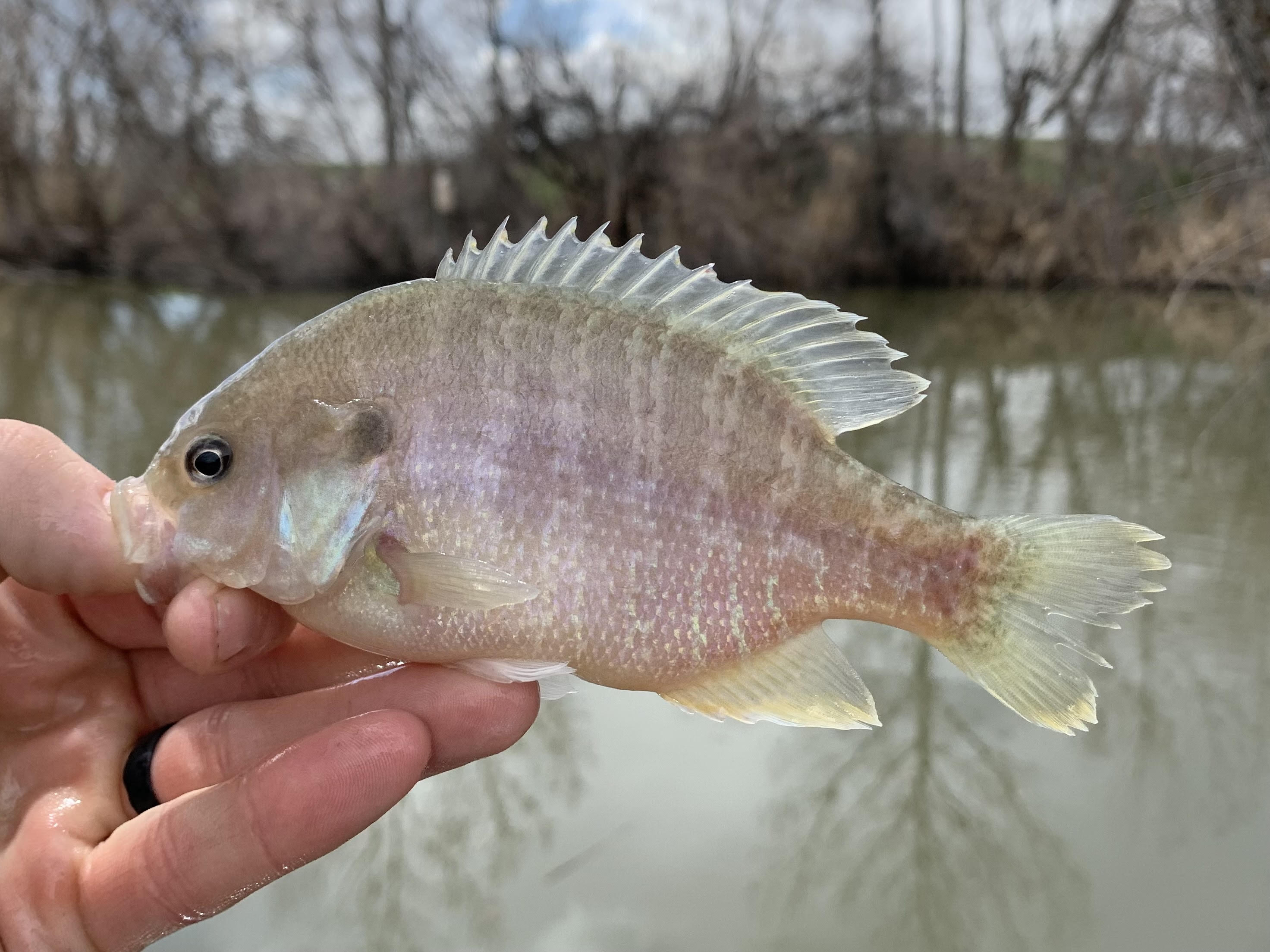 Pond 3 Fish - Hill Air Force Base - iSportsman