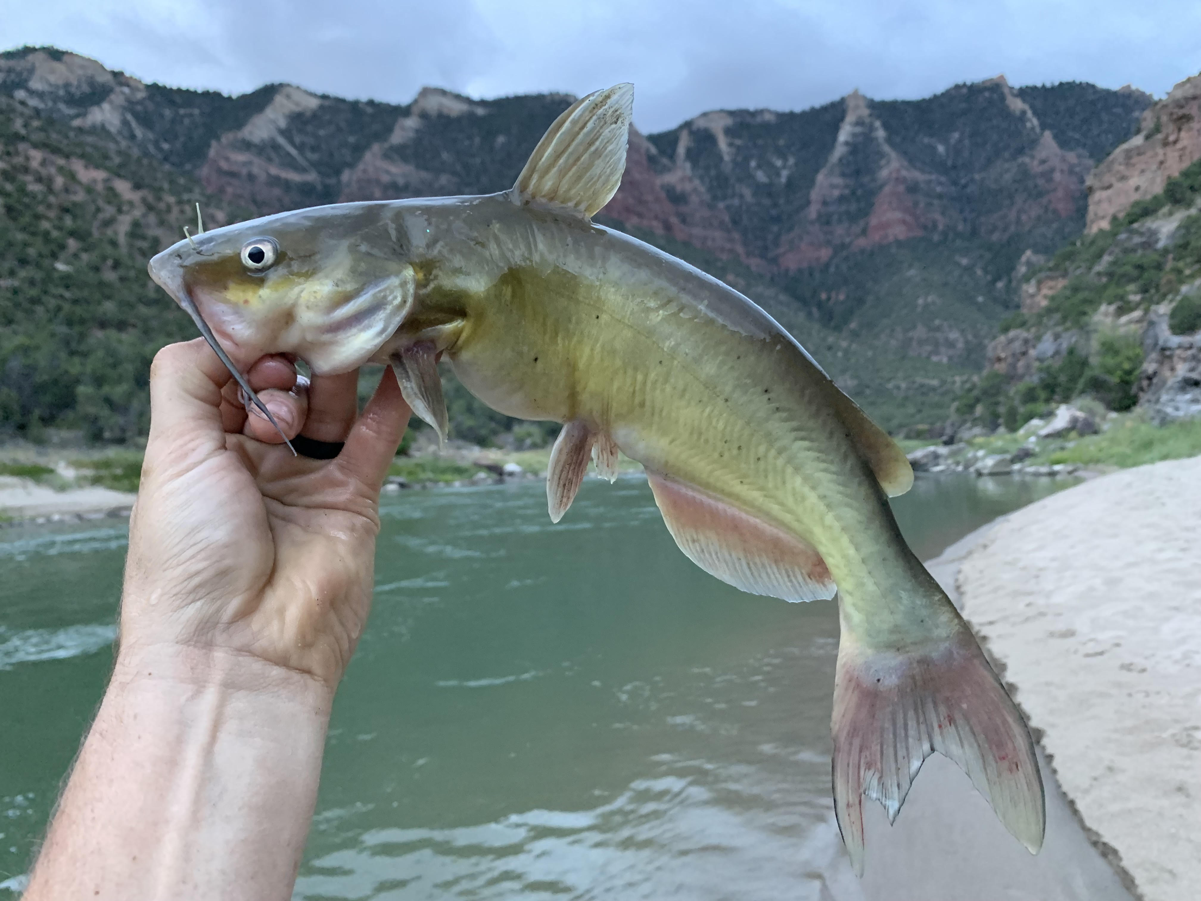 Angler uses hands to pull in giant catfish after net breaks